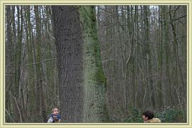 cache cache