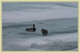 les coin-coin attendent le degel