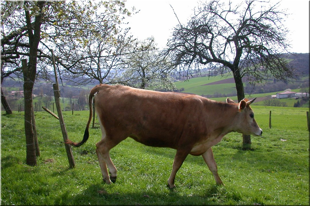 caramilka.jpg
