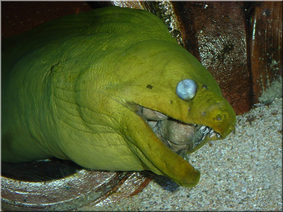 sourire.jpg