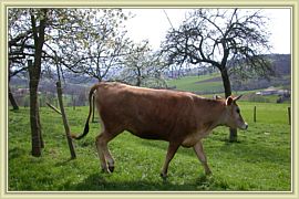 caramilka