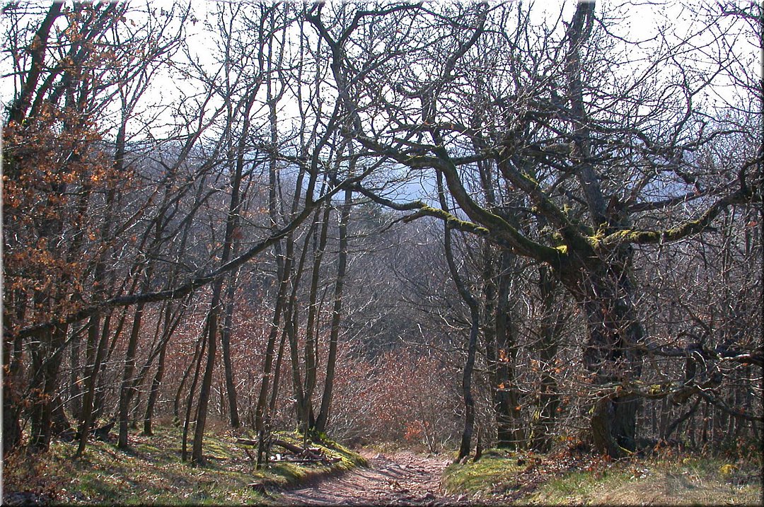coin de foret.jpg
