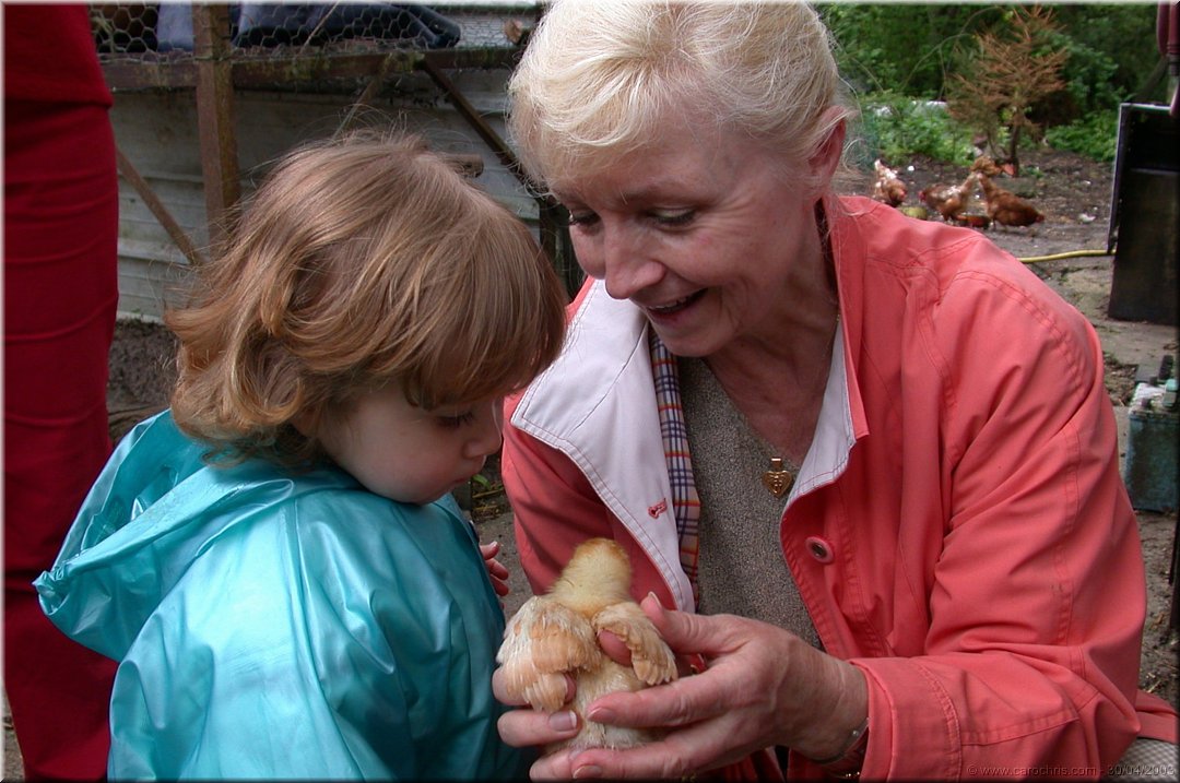 decouverte des poussins.jpg