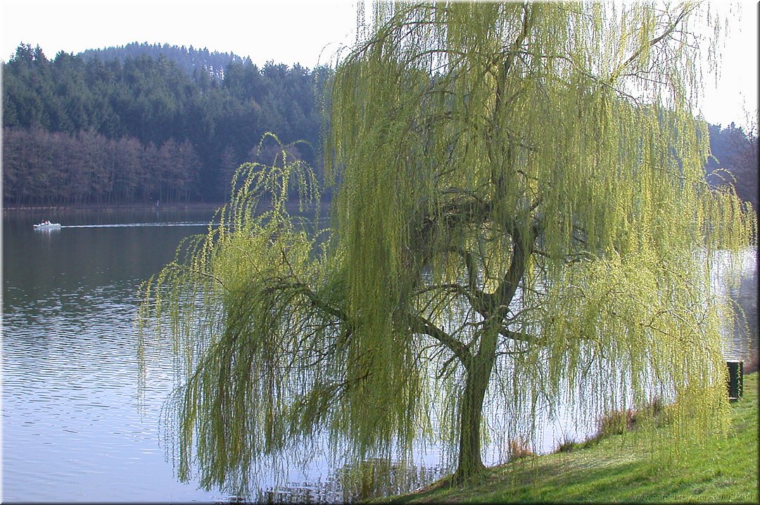 petit coin de verdure.jpg