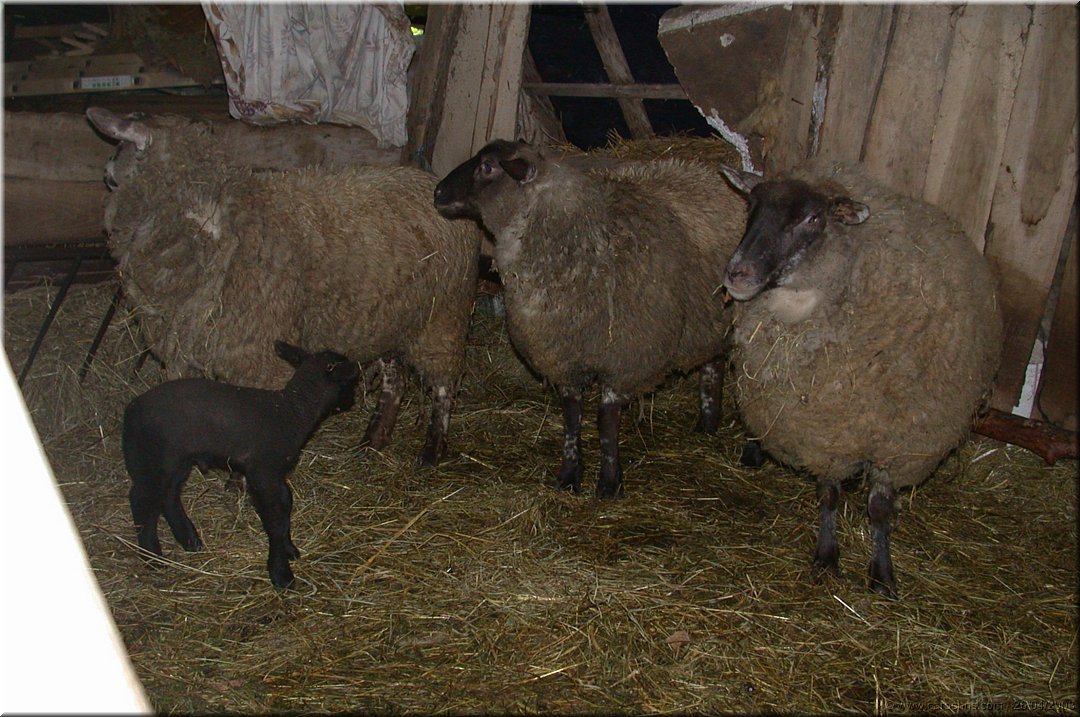 petit mouton de paques.jpg