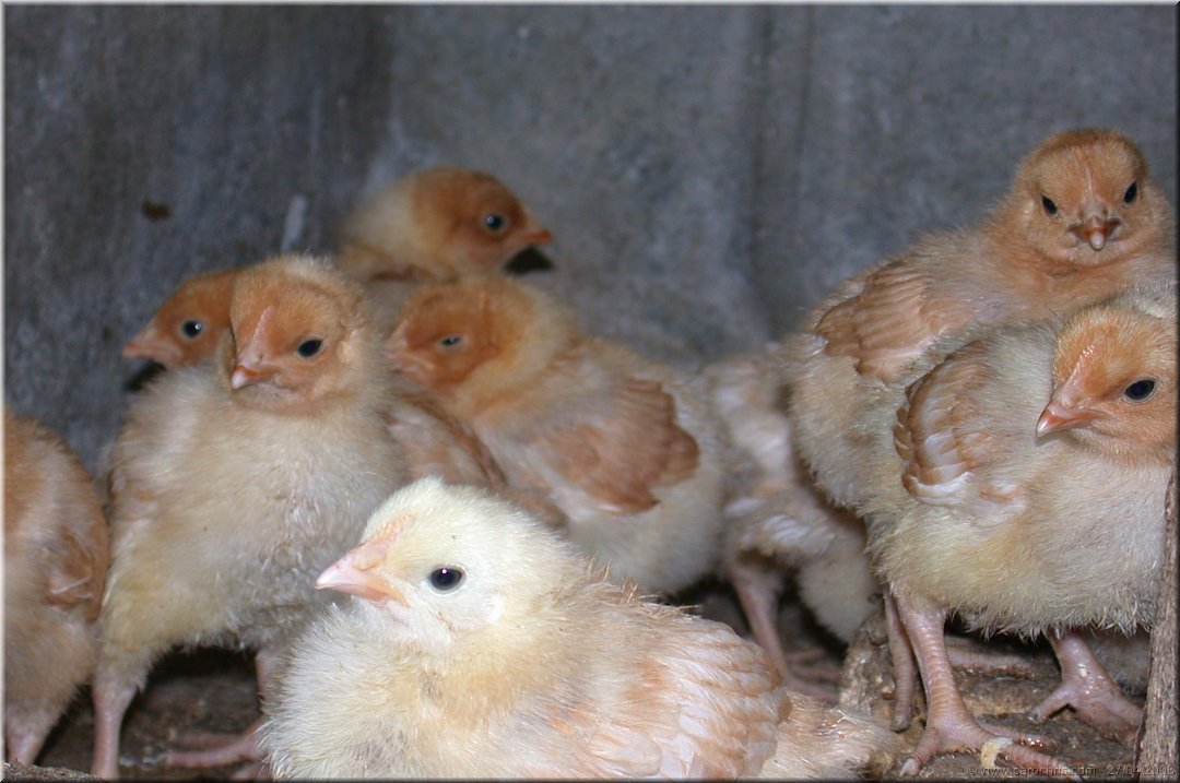 petits poussins.jpg