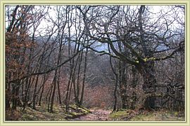 coin de foret