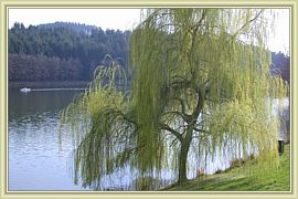 petit coin de verdure