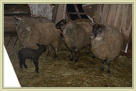 petit mouton de paques