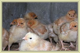 petits poussins