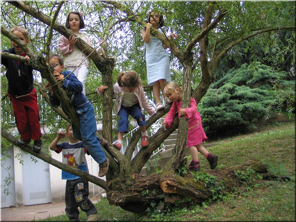 arbre a tarzans.jpg