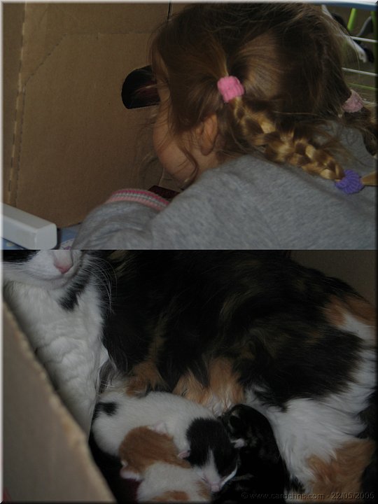 Copie de chatons tout neufs1.jpg