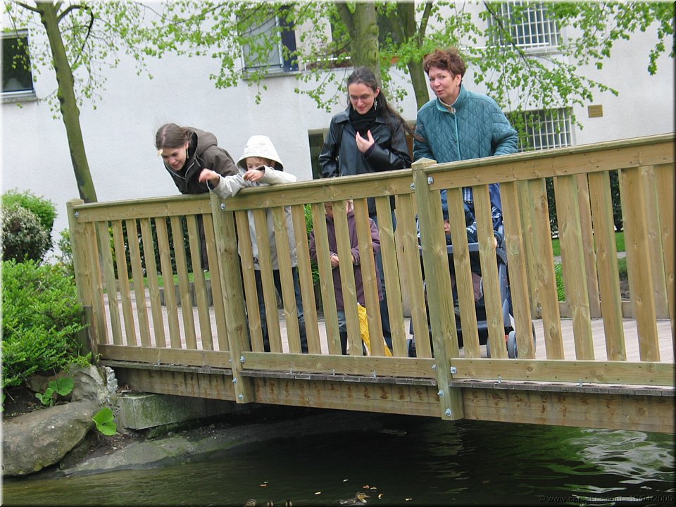 canards sous le pont.jpg