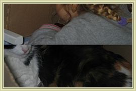 Copie de chatons tout neufs1
