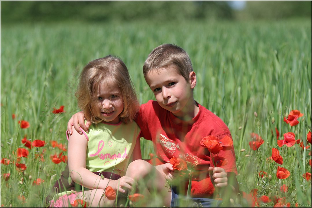 calin dans les coquelicots.JPG