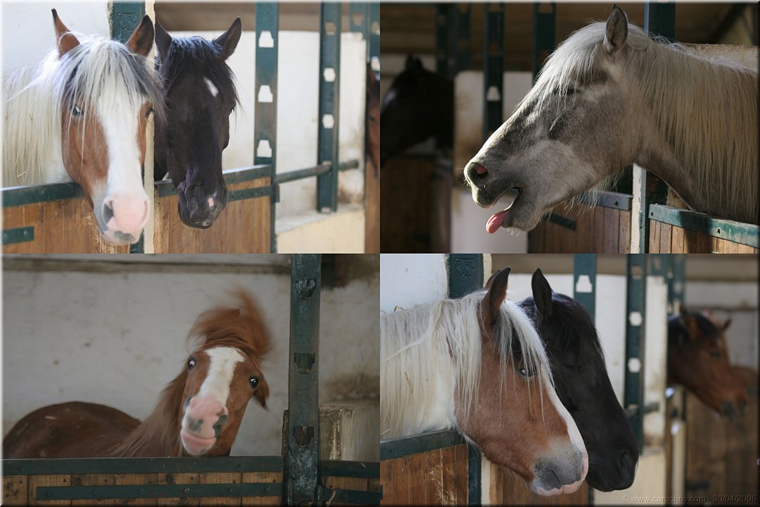 delire de cheval.JPG