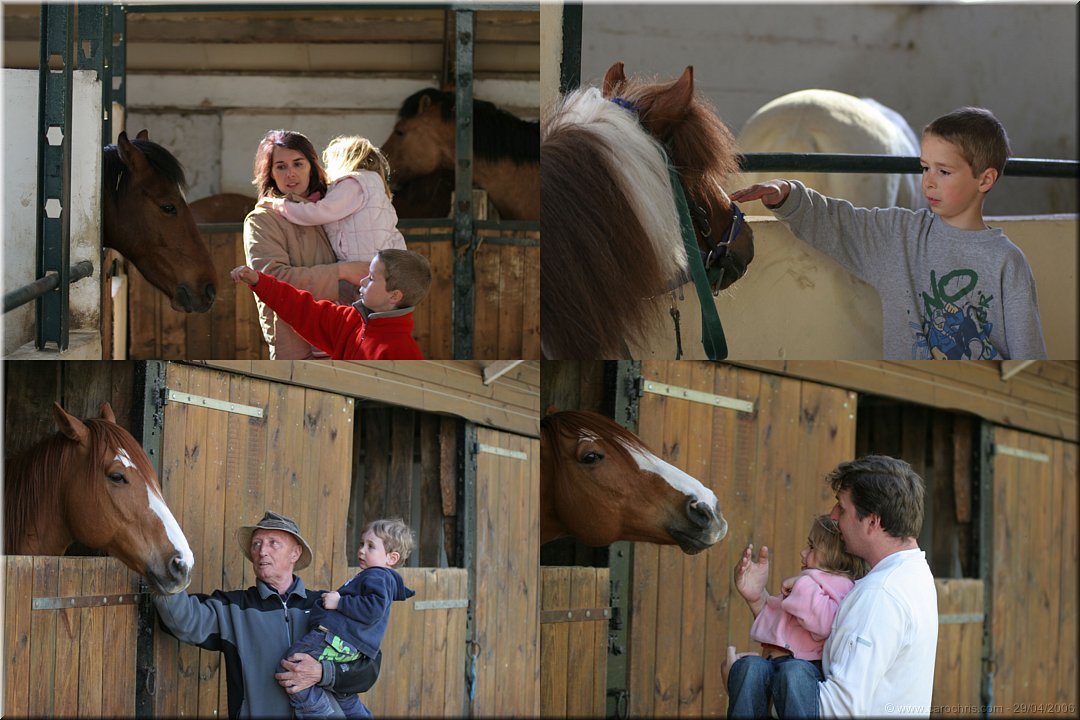 les chevaux tout doux.JPG