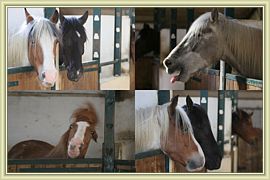 delire de cheval