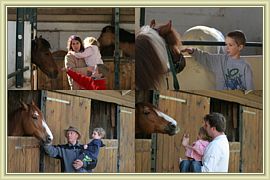 les chevaux tout doux