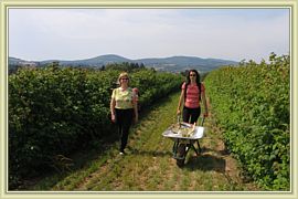 travail champetre