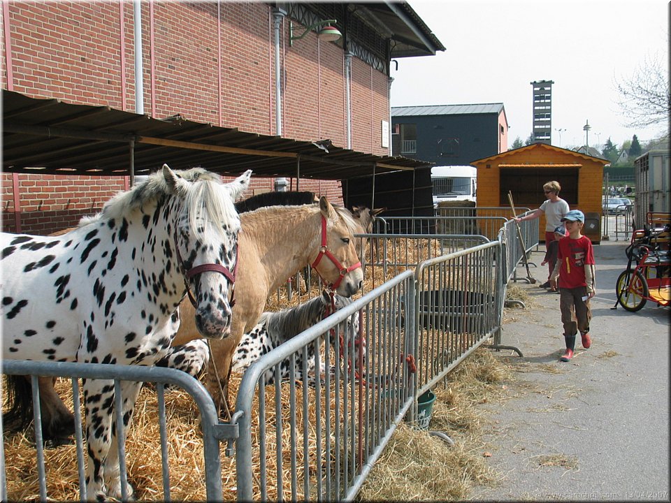 nettoyage des chevaux.jpg