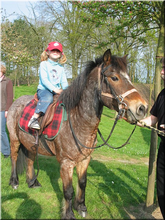 poney.jpg