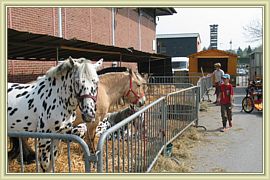 nettoyage des chevaux