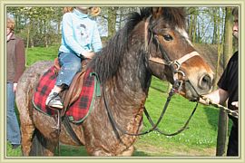 poney