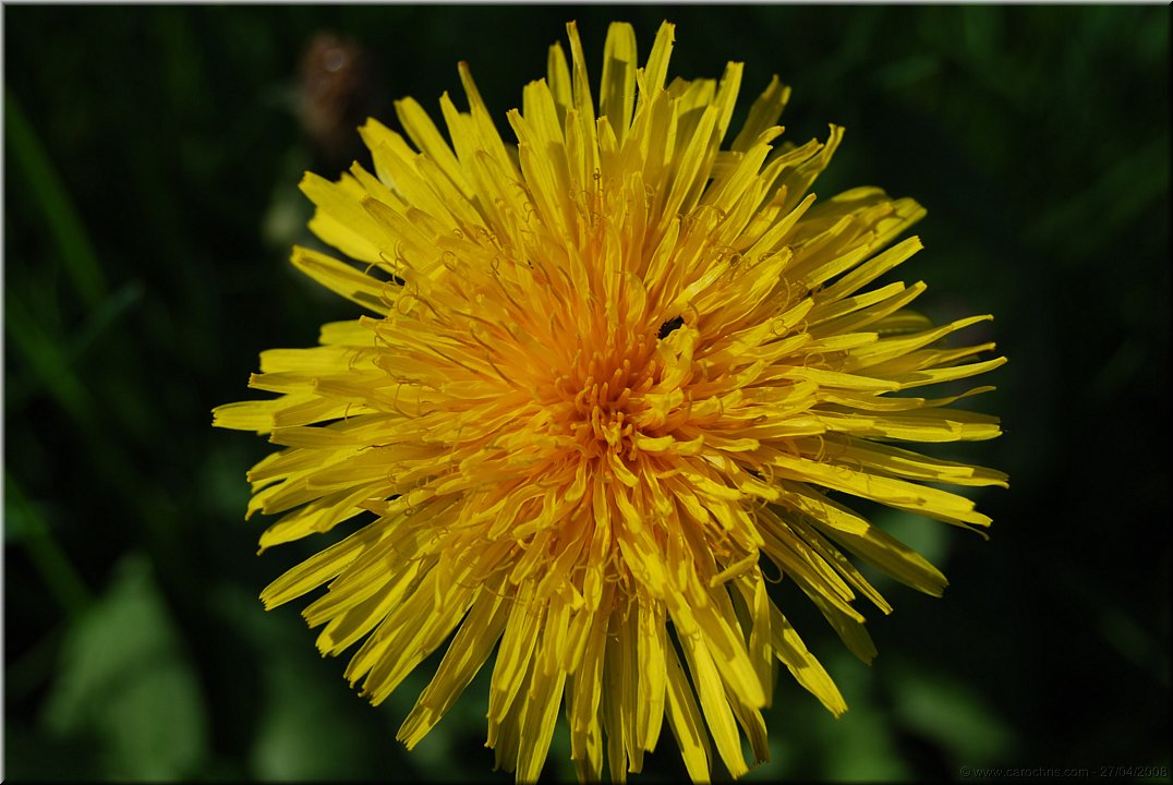 jaune soleil.jpg