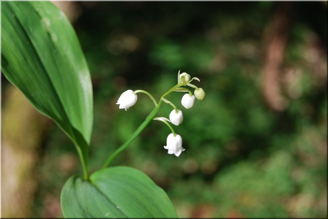 joli muguet de mai.jpg