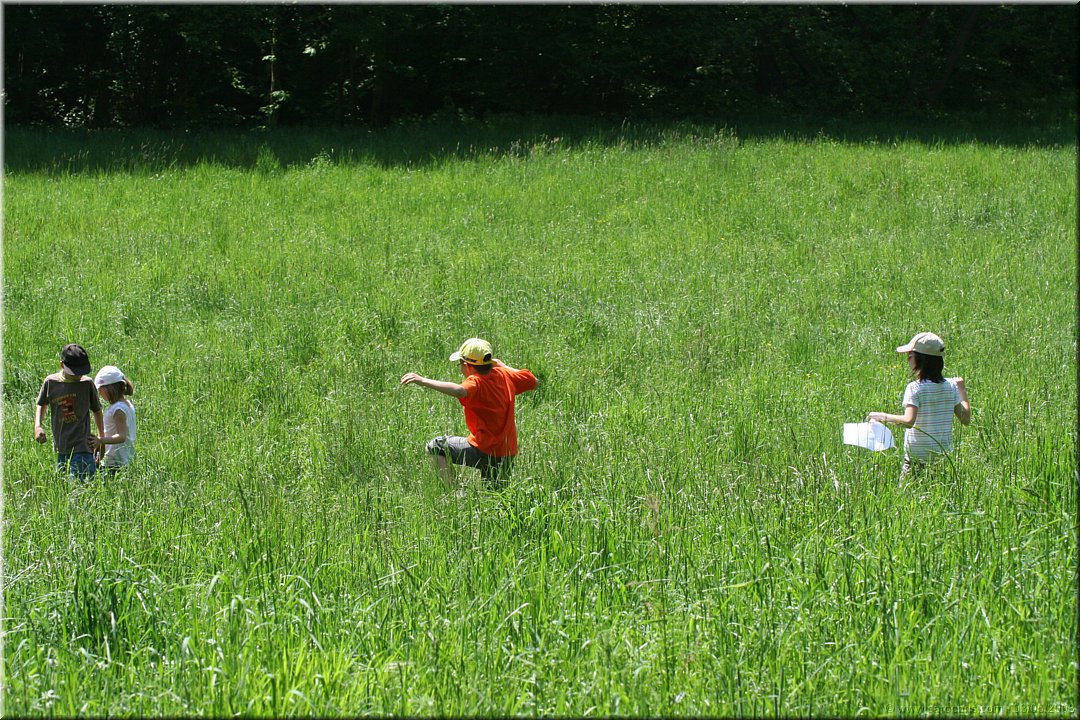 les hautes herbes.jpg