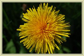 jaune soleil