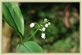 joli muguet de mai