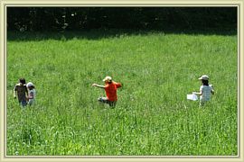 les hautes herbes