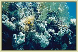 fonds marins 1