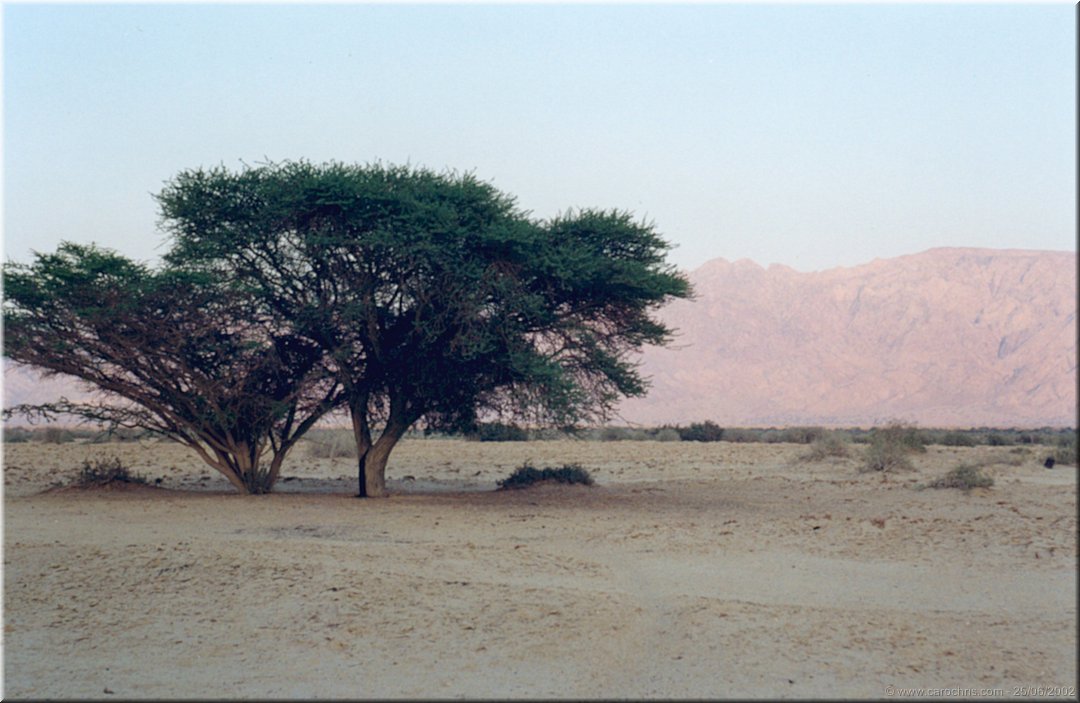 arbre et desert.jpg