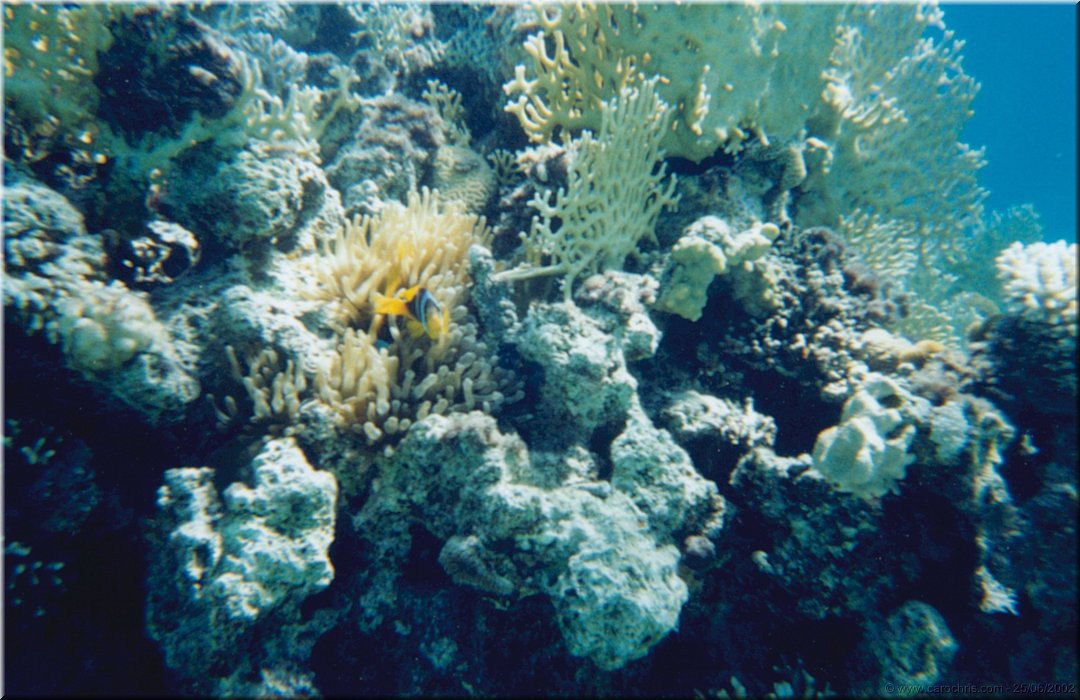 fonds marins 1.jpg
