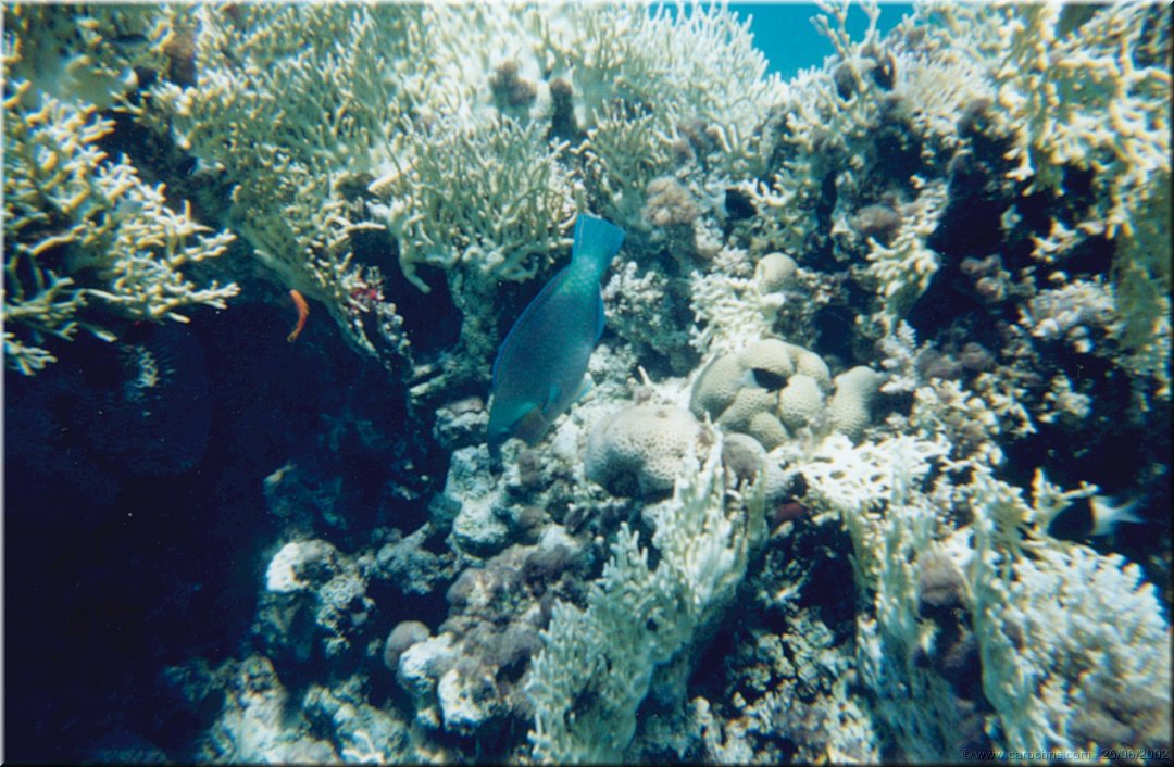 fonds marins 2.jpg