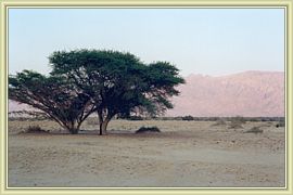arbre et desert