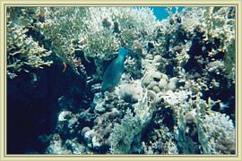 fonds marins 2