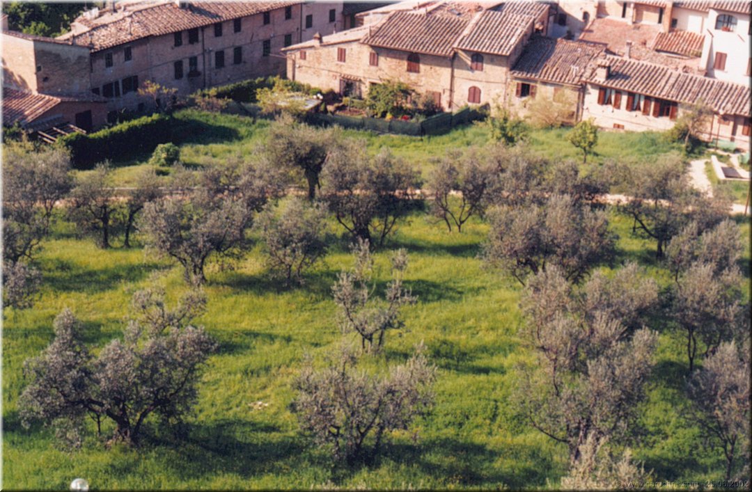 les oliviers de san geminiano.jpg