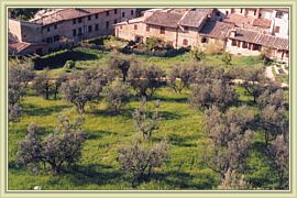 les oliviers de san geminiano
