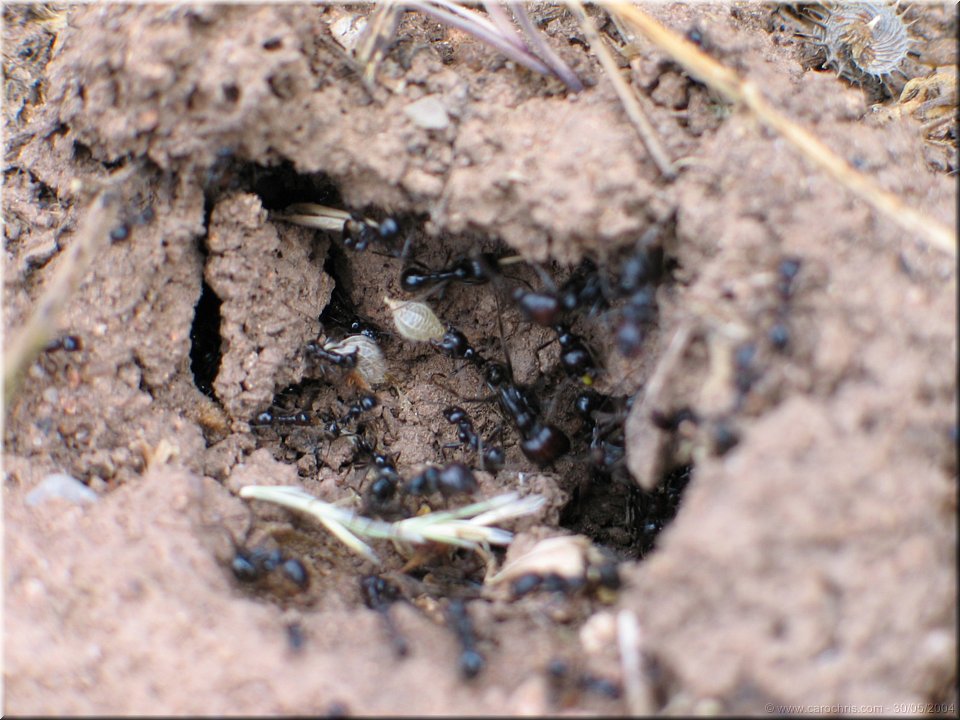 ruche de fourmis.jpg