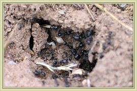ruche de fourmis