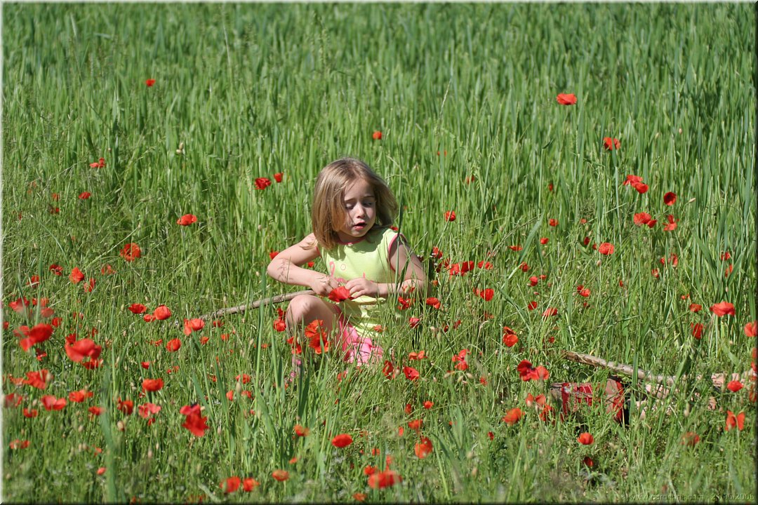 capucine dans la coquelicots.JPG
