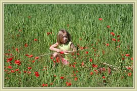 capucine dans la coquelicots