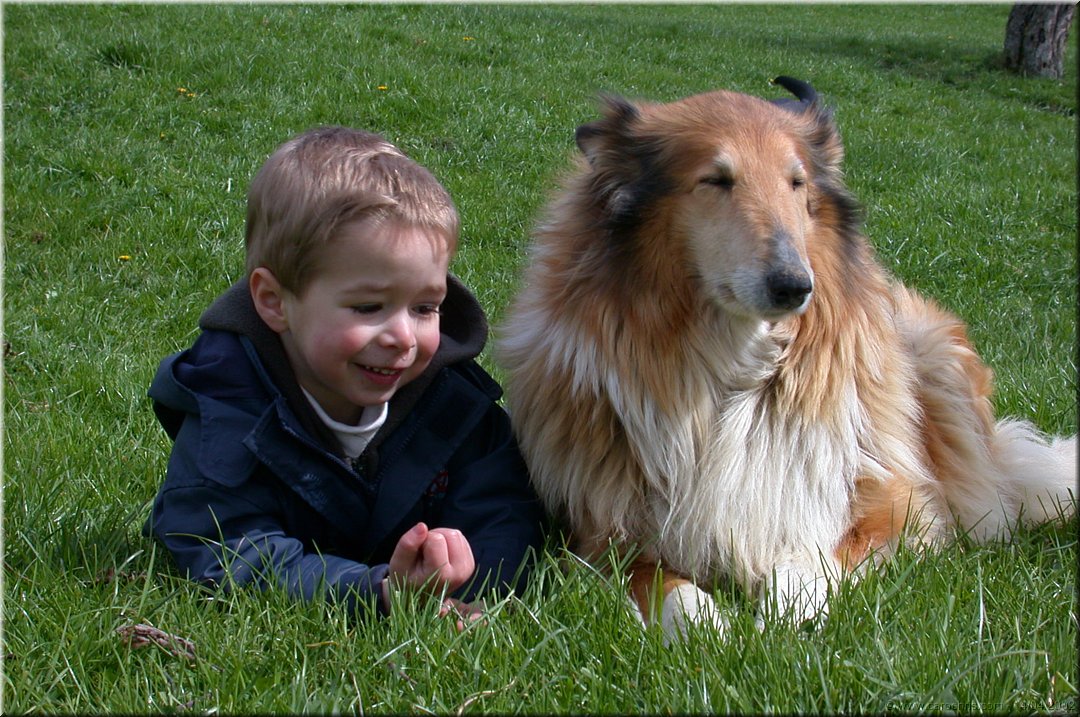 chat avec le chien.jpg