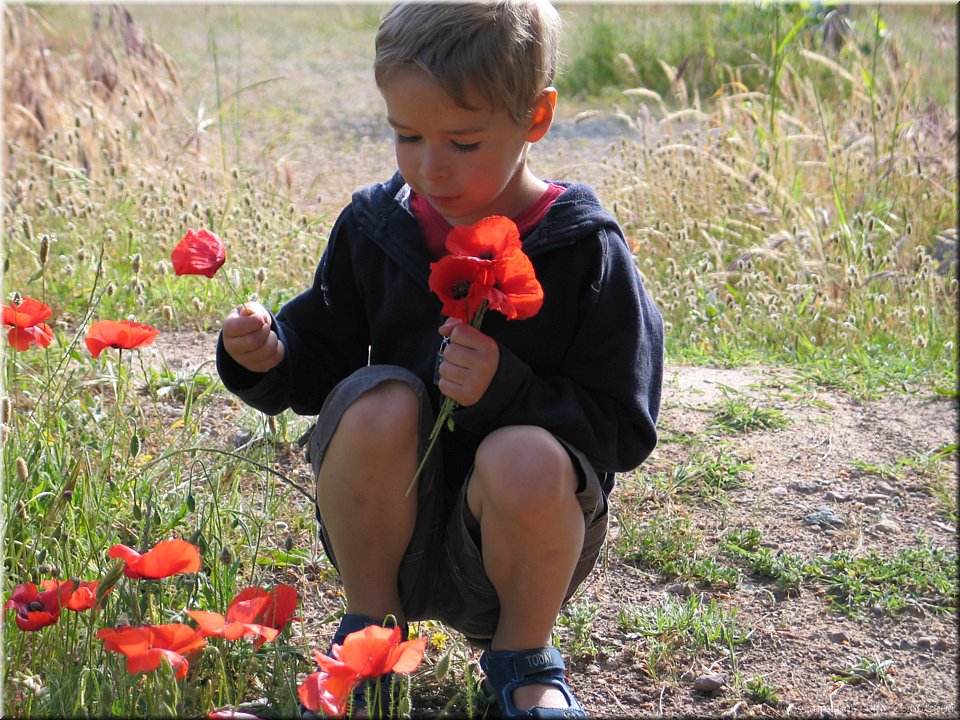 gentils coquelicots.jpg