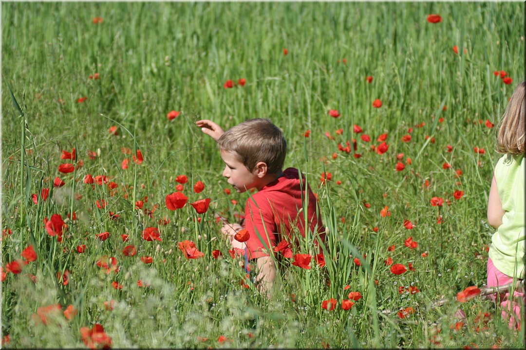 mathis dans les coquelicots.JPG