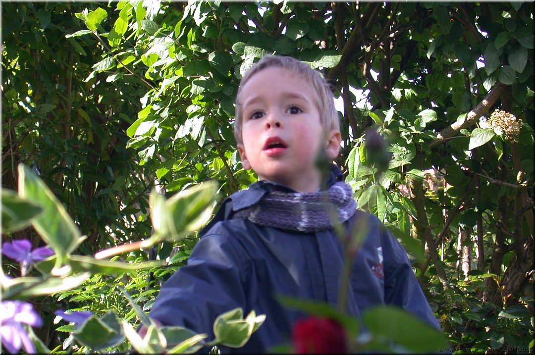 premieres fleurs de printemps.jpg